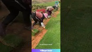 INSTANT Lawn! Watch How Sod is Harvested! #sod #harvest #farming #satisfying