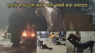  Sabse Bada Wafadar Ghar Ka Pehredar !! नस नस में वफादारी !!  
