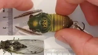 Tiemco's soft shell cicada Review with Topwater Bass action