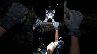 CAVE RSCUE DOG
