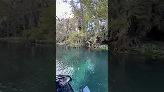 WILD MONKEYS #florida #springs #wildmonkeys #waverunner #creatures #wildlife