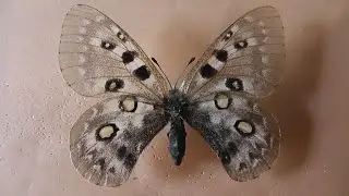 ИЗ МИРА: 62. Parnassius tianschanicus (аполлон тяньшанский)