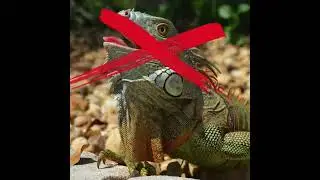 IGUANA EXTERMINATORS, INC. - Fort Lauderdale