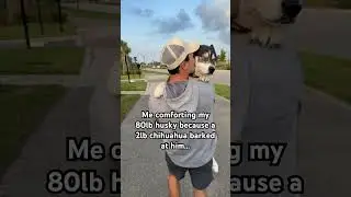 My dog dog got scared by a chihuahua&hellip; #dogsofyoutube #dogs #dog #husky #huskies #cute