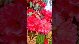 Laal Pari/Red Rhododendron #shorts shor#shortsfeed #Rhododendron #viral #backtoback #travel #sikkim