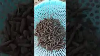 Grasshopper egg collection🦗🦗🦗🦗