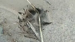 Leopard Footprints || Big Cat Paw Prints ||