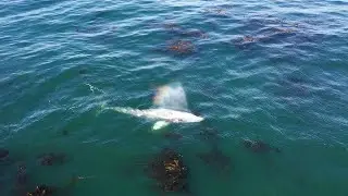 Grey Whale is migrating along the Oregon coast.