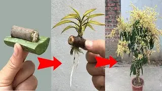 Special mango propagation technique using aloe vera is highly effective.