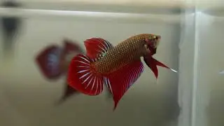 Red Spade Tail splenden wild betta hybrid
