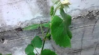 Piante officinali, come organizzarle