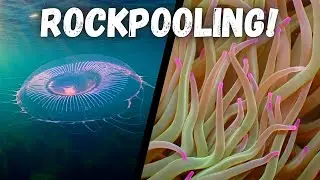 Rockpooling in the UK - Jellyfish, Sea Anemones and Sea Creatures in Rock Pools!