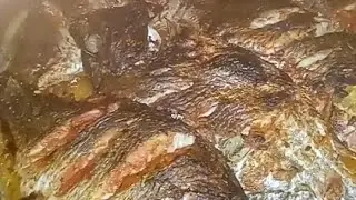 تعالوا نجرب نعمل السمك من غير قلي ولا زيت 