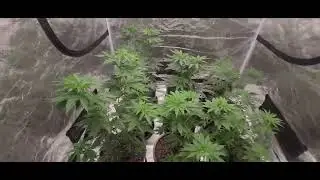 Ethos x ocifer BRLCG Grimm Glue Gorilla bomb week 6 veg