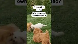 Eco-Friendly Pet Care Tips | Sustainable Dog Hacks-Eco Tips for Dog Owners | GoEcoPaw Hacks