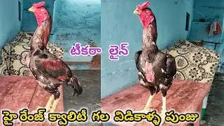 High Range Quality||Teekara Line||Vidikalla Punju||9160271481||@StarQualityFarms01 #aseelmurga...!