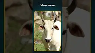 विदेशी गाय- मिथुन ! देसी गाय- गो माता !#latestnews #news #bjp #india #hindinews #maharashtra #mithun