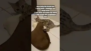 Alasan Kucing Suka Bermain Keset