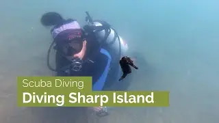 Diving Sharp Island | Five Great Scuba Dives
