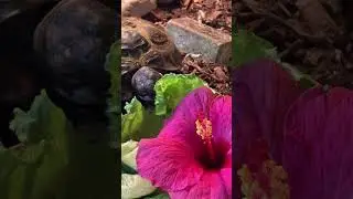 Hibiscus flower 🌺 for breakfast. Russian tortoise eating.