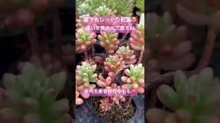 【多肉植物】【セダム】夏でもしっかり紅葉🍁見比べて見てね💖#多肉生産者修行中#多肉初心者 #succulent #セダム #紅葉