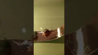 Snail vs Copper tape