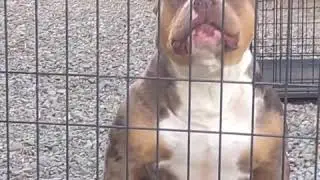 THIS IS A NEXT LEVEL CHOCOLATE TRI MERLE BULLY