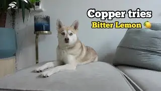 SHOCKED Mini Husky Has SHARP Reaction To Tasting Lemon For First Time 🍋