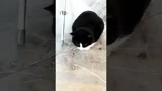 &laquo;Самый сладкий котик дня 🐾 #kitten #cat #kitty #love