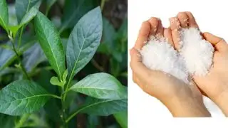 👉 Powerful Way Of Using Bitter Leaf And Salt For Cleansing To Remove Rejection, Delay, Hardluck etc