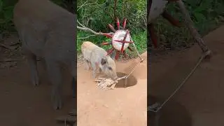 Amazing Build Beautiful House Wild Pig Trap Using Hole & Sharp wood #bushcraft #animals #campping
