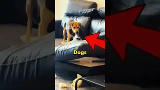 DOGS love DESTROYING 🤣