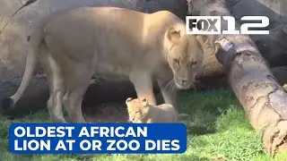 Oldest African lion at Oregon Zoo dies
