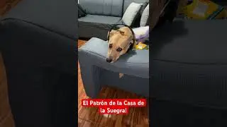 #puppy#pets#dog @bulldogfrancesdelcami2022 @PetsSwag @queperrohilo @GriffinFrenchie ​⁠​🐶😂