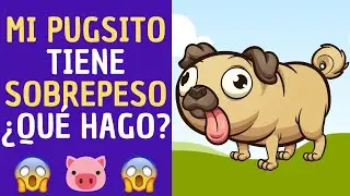 💖✅💥Mi PUG se puso gordito 😱😱😱 Qué hago????