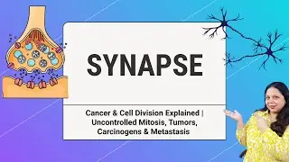 Synapse Explained | Structure, Neurotransmission & Acetylcholine Mechanism | IGCSE & IB Biology