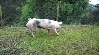 Pietrain Gepork Boar - 2576