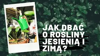 Jak dbać o rośliny jesienią i zimą ? 🍂❄️
