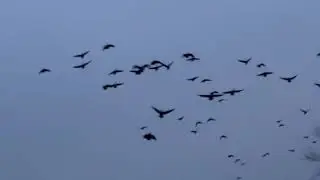 Carnegie Lake wintering Canada geese