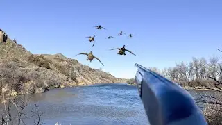 SOLO Duck Hunting a Skinny Mountain River!