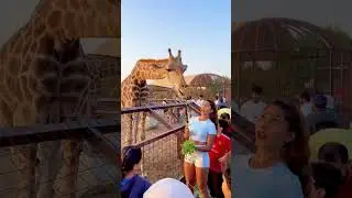 Dubai Zoo #zoo #pets #birds #dubai #burjkhalifa #animals #petslover #tiger #lion #giraffe #elephant