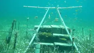 Coral Transplantation Video