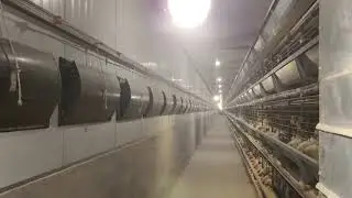 Chicken cage from China  #modernfarm #eggfactory #poultryfactoryworker #pou
