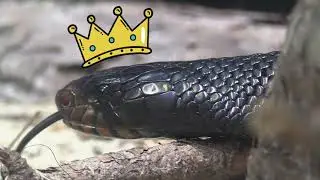 Detroit Zoo | Saving Wildlife - Eastern Indigo Snake