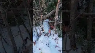 Rabbit Snaring Pen