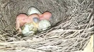Ngecek anakan cendet part 2 bosq #cendet #cendetgacor #burung #ternakcendet #bodbodcendet