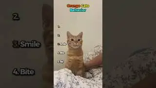 Orange Cats Behavior 🟠🐱