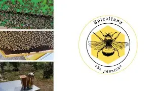 Blocco di covata naturale. 12 Novembre 2023.