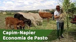 Capim Napier é Economia de Pasto | Capim Elefante | Agricultura Familiar no Cultivo de Capim