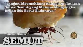 Jangan Diremehkan! Rahasia Kekuatan Super Semut yang Mampu Mengangkat Beban 50x Berat Badannya